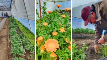 | In the Torres family greenhouse they recover native seed potatoes and grow strawberries and flowers Voces Urgentes | MR Online