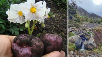 | Left native potatoes from Gavidia Right Gavidia landscape Voces Urgentes | MR Online