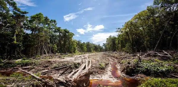 | In 2023 alone 37 million hectares of primary tropical forest was destroyed the equivalent of 10 soccer fields every minute of every day | MR Online