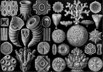 |  Corais fósseis de extinções passadas Imagem fornecida OpedCoralscribbapr24 |  RM on-line
