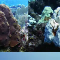 NOAA photos of a coral before and after bleaching. (This particular coral recovered from the event.)