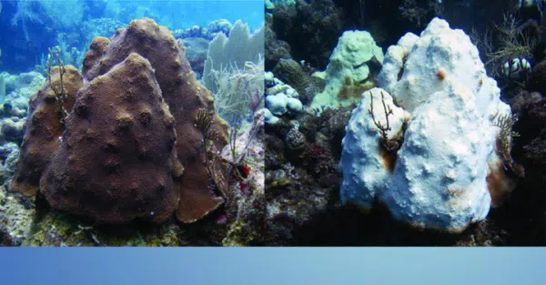 | NOAA photos of a coral before and after bleaching This particular coral recovered from the event | MR Online