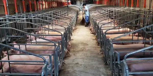 | A confined pig breeding facility operated by Jiangxi Zhengbang Breeding Company in Jiangxi Province | MR Online