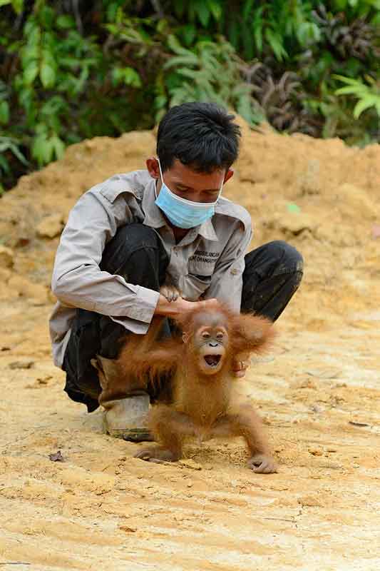 | Orangutan mother and baby are rescued from an RSPO sustainable palm oil plantation Craig Jones Wildlife Photography | MR Online
