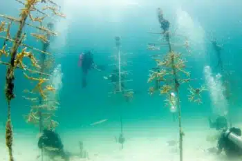 | Scientists maintain corals growing in a coral reef nursery The coral fragments will later be used to restore a degraded reef | MR Online