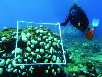 | A scuba diver surveys bleached corals in the US Virgin Islands | MR Online