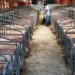 A confined pig breeding facility operated by Jiangxi Zhengbang Breeding Company in Jiangxi Province.