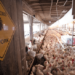 Chickens. (Photo: Lance Cheung/USDA)